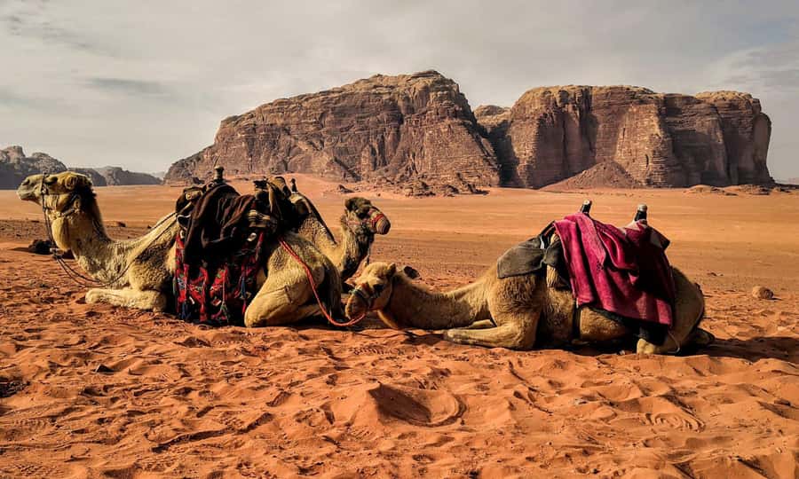 Private 3-Hour Guided Tour of Petra with Hotel Pickup . - Who should book this Petra walk