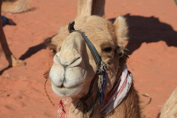 Private 5-Day Guided Tour of Jordan - Day 1: A soft landing in Amman
