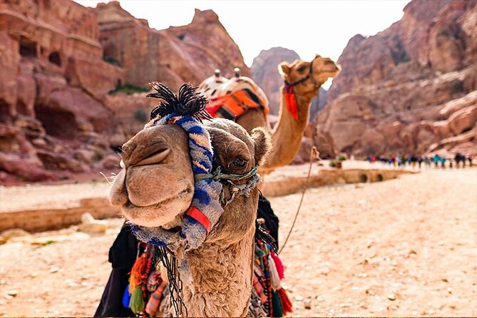Private Departure Transfer: Petra Hotels to Amman Airport - What the driver service adds