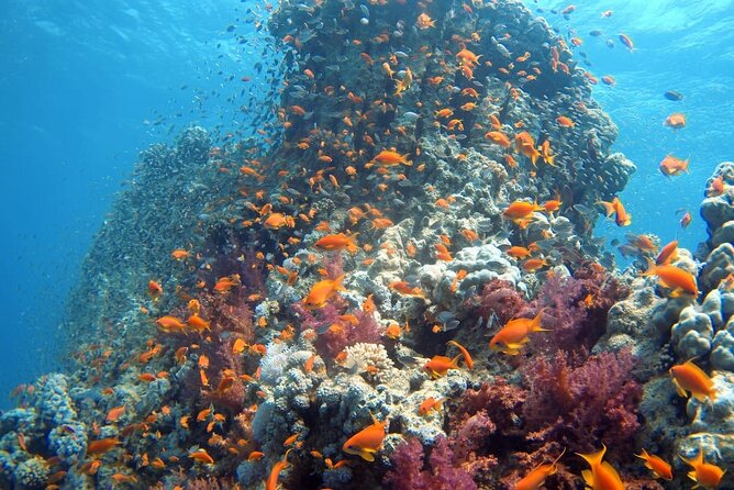 Private Scuba Diving Adventure in the Red Sea of Aqaba - Why Aqaba makes a good first scuba experience