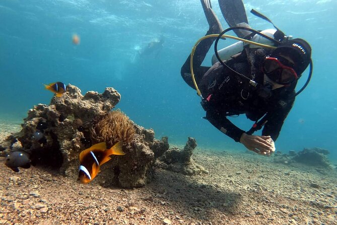 Private Scuba Diving Adventure in the Red Sea of Aqaba - What certified scuba users can expect
