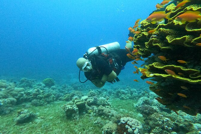 Private Scuba Diving Adventure in the Red Sea of Aqaba - Coral, fish, and the value of clear water