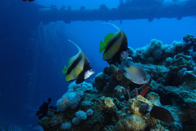 Private Scuba Diving Adventure in the Red Sea of Aqaba - Why the $52.34 price is attractive