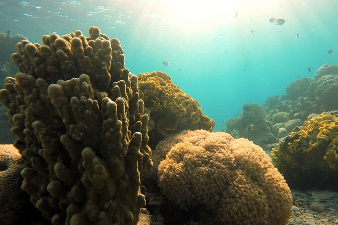 Private Scuba Diving Adventure in the Red Sea of Aqaba - Practical details that affect your day