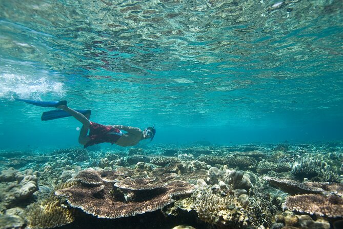 Private Snorkeling Experience in Aqaba Red Sea - Getting fitted with snorkeling equipment