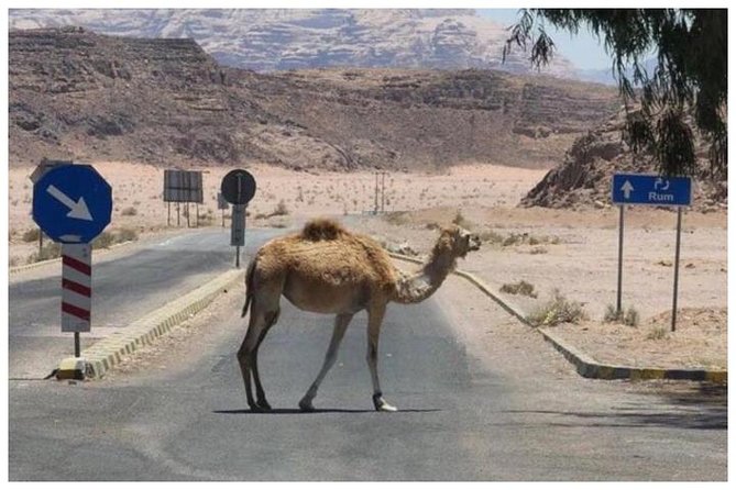 Private transfer Petra to/from Wadi Rum - Booking, cancellation, and final practical advice