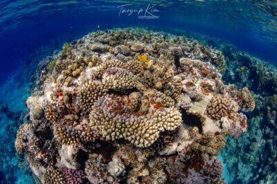 Scuba Diving for Certified Divers