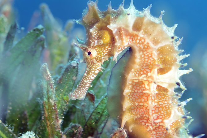 Scuba Diving for Certified Divers - Clear Water Helps You Appreciate the Wrecks