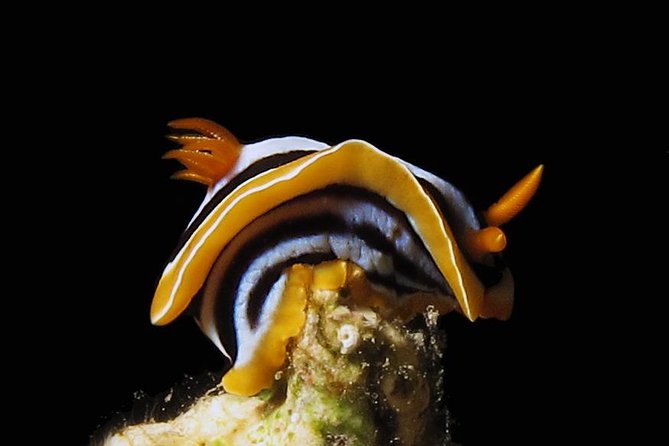 Scuba Diving for Certified Divers - Who Will Get the Most From This Aqaba Outing