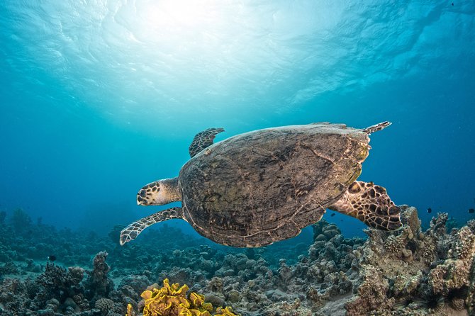 Scuba Diving for Certified Divers - My Take on the Experience