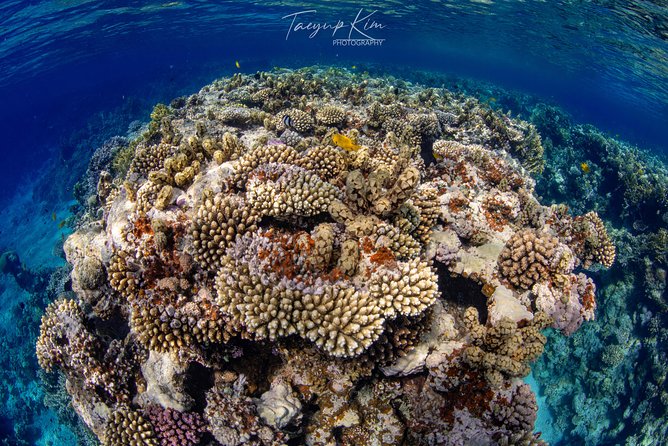 Scuba Diving for Certified Divers - What You Actually Get With the $128.21 Price