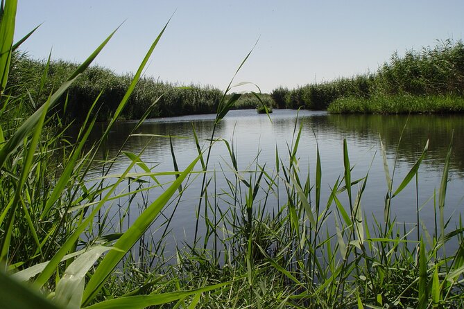 Shaumari Reserve and Azraq Wetland Private Full Day Tour from Amman - Why this day trip feels different from the usual Jordan circuit
