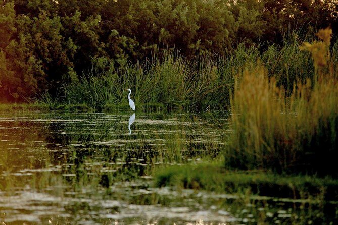 Shaumari Reserve and Azraq Wetland Private Full Day Tour from Amman - Azraq’s water problem adds important context