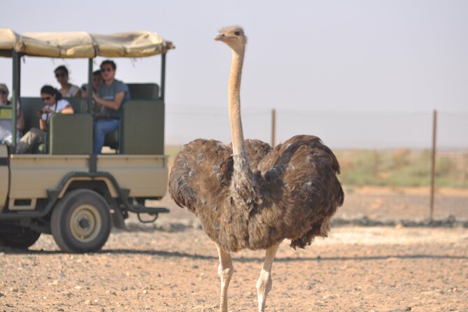 Shaumari Reserve and Azraq Wetland Private Full Day Tour from Amman - Shaumari Wildlife Reserve and the 4x4 safari
