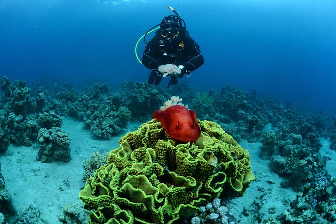 Shore Certified Diving - Two Dives - Equipment, instruction, and safety
