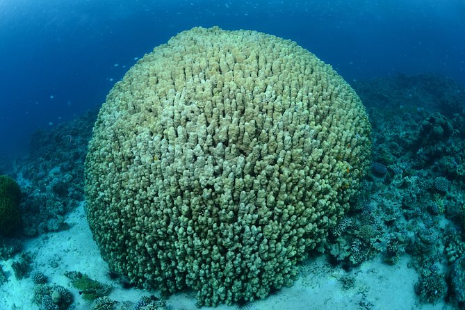 Shore Certified Diving - Two Dives - Booking, weather, and cancellation details