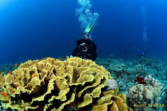 Shore Discover SCUBA Diving/Introductory Diving - One Dive - Who will enjoy this most