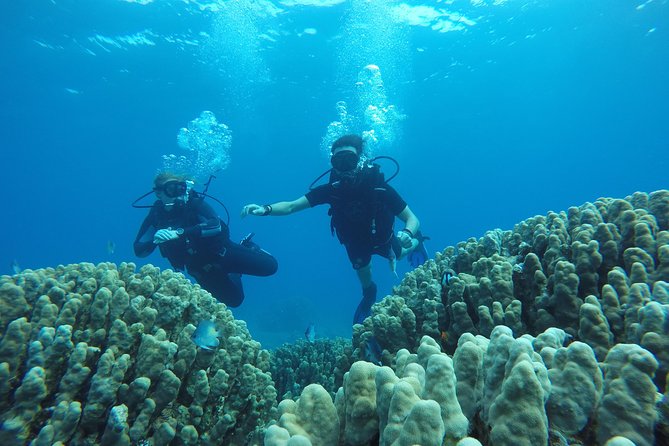 Shore Discover SCUBA Diving/Introductory Diving - One Dive - The one-to-one format is the real selling point
