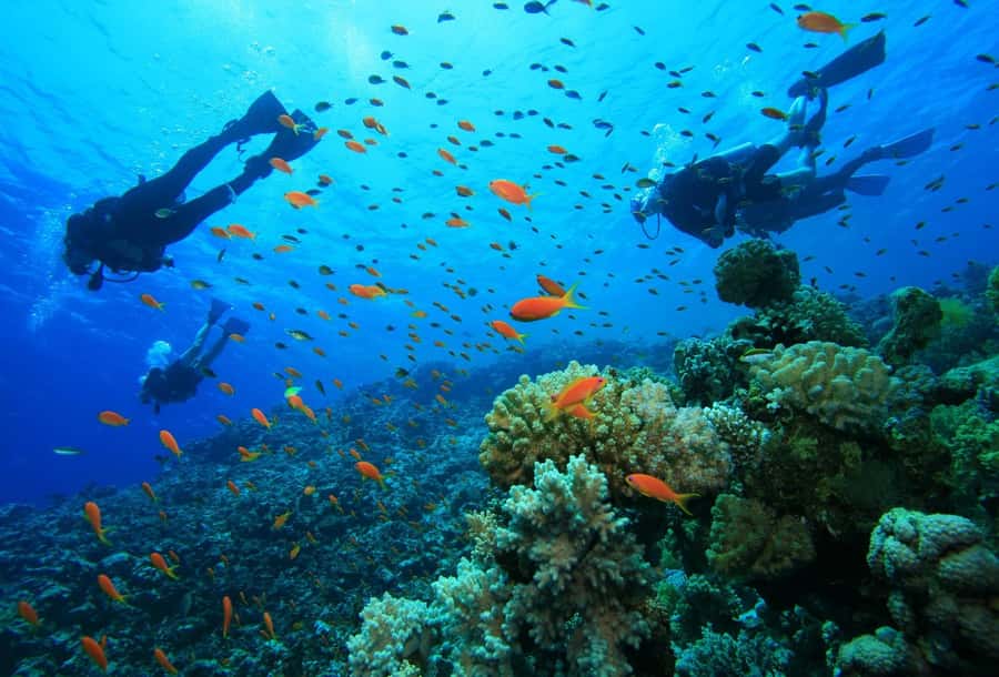shore dive in red sea with pick up & snacks - Key points to know before booking