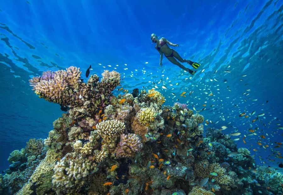 shore dive in red sea with pick up & snacks - Reaching the Red Sea from Aqaba