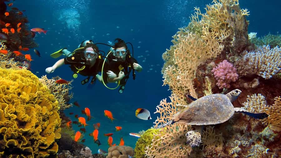 shore dive in red sea with pick up & snacks - A beach entry instead of a boat ride