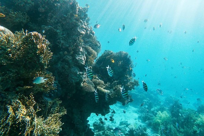 Shore Snorkeling - Two hours - Why South Beach is Aqaba’s best short reef outing