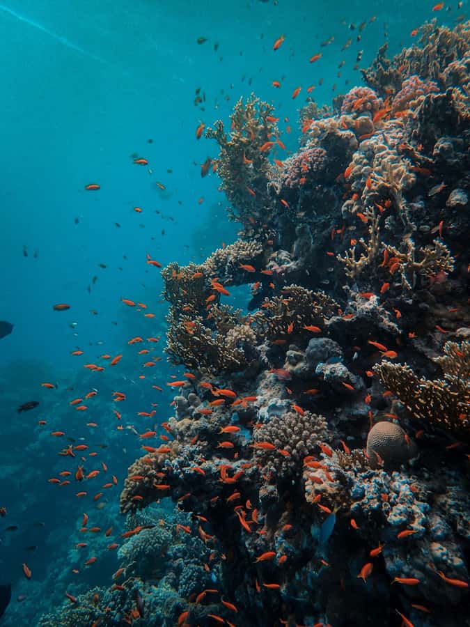 Snorkeling in The Red Sea With Equipment And Free Transfer - Aqaba is the right base for a short Red Sea outing