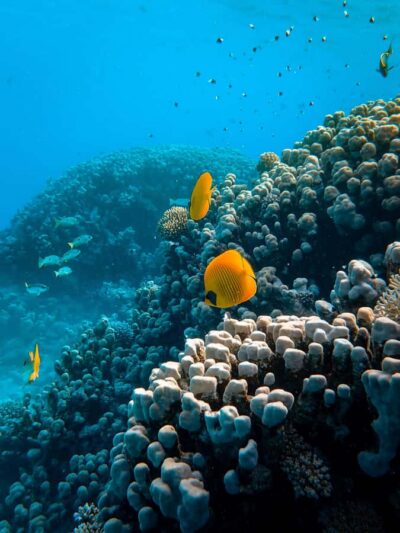 Snorkeling in The Red Sea With Equipment And Free Transfer