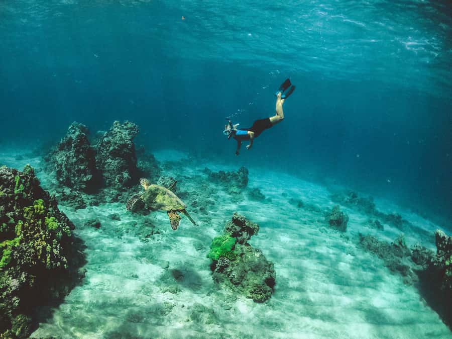 Snorkeling in The Red Sea With Equipment And Free Transfer - Is $51 good value for three hours?
