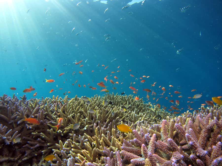 Snorkeling in The Red Sea With Equipment And Free Transfer - Who will enjoy this Aqaba snorkeling trip