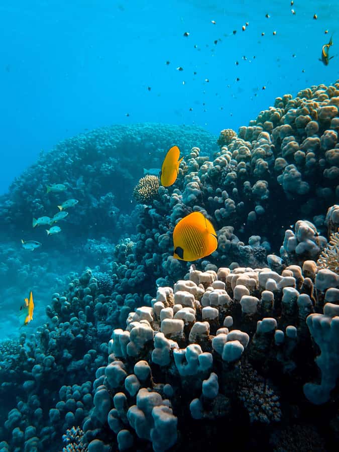 Snorkeling in The Red Sea With Equipment And Free Transfer - What happens from pickup at Aqaba Fort to the water
