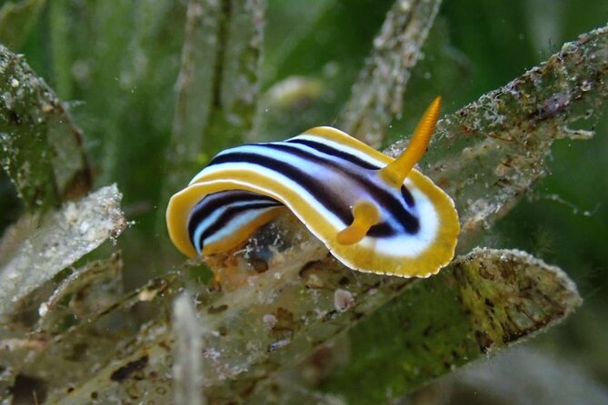Snorkeling Trip with pick up ( beach) - The Japanese Garden and other shore scenery