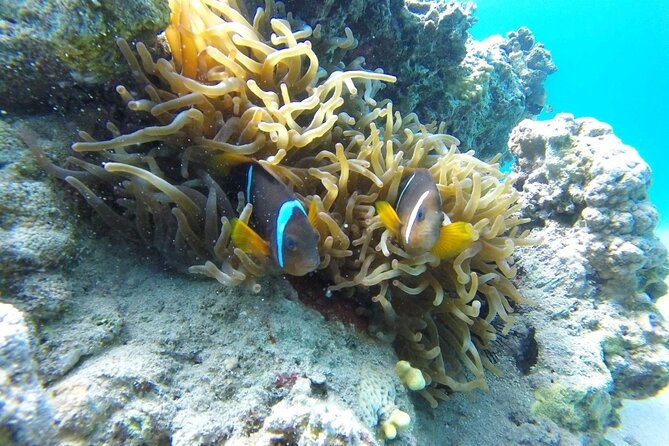 Snorkeling Trip with pick up ( beach) - Private groups and the value of $35