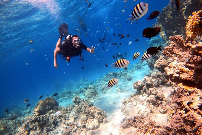 Take advantage of a half-day boat dive experience in Red sea of Aqaba. - How much value you get for $150