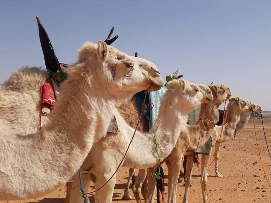Wadi Rum: 2 Hour Camel Ride at Sunset/Sunrise Overnight - Bedouin tea at the best hour of the day