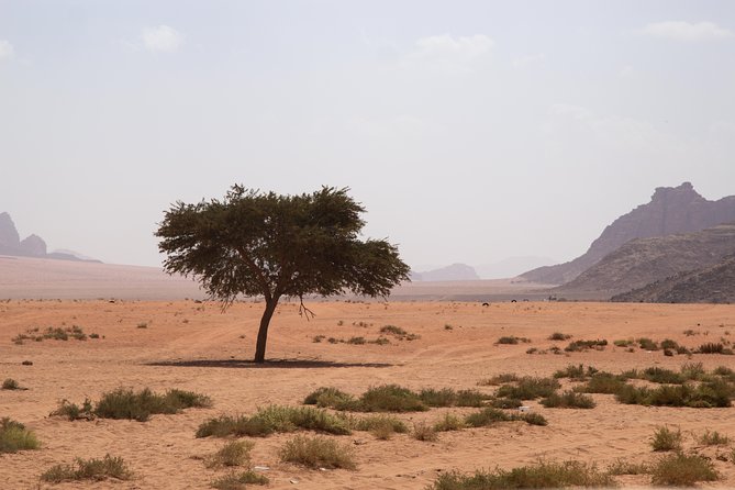 Wadi Rum: 4 Hour Highlights Tour - What the $73 price buys you