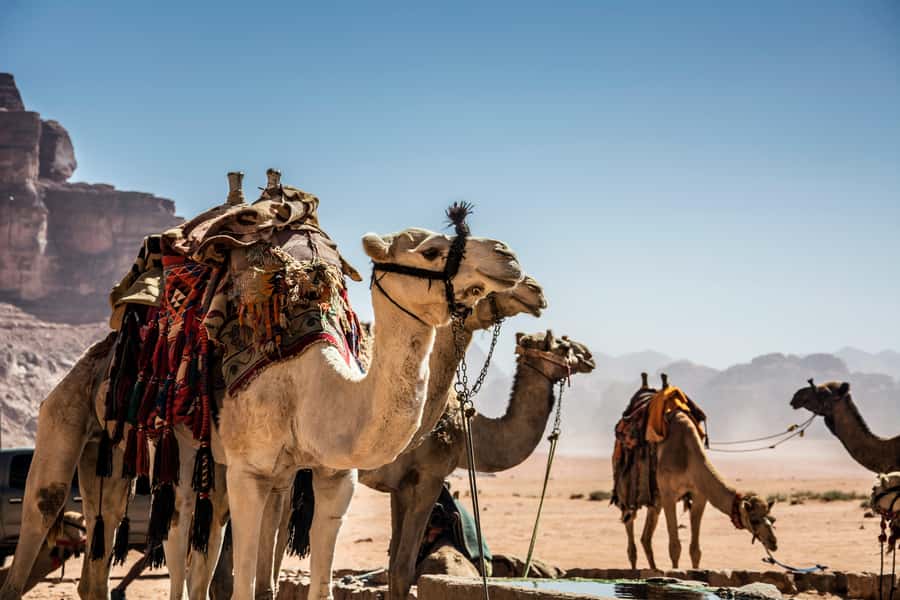 Wadi Rum: Camel Ride with tea and Bedouin Guide - Key points at a glance