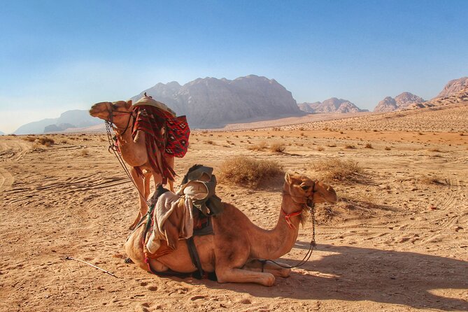 Wadi Rum: Camel Trek Adventure - Why a private tour can be worth $91