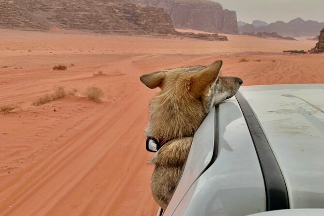 Wadi Rum Cave Camping with Jeep Tour - Sandboarding adds a playful break