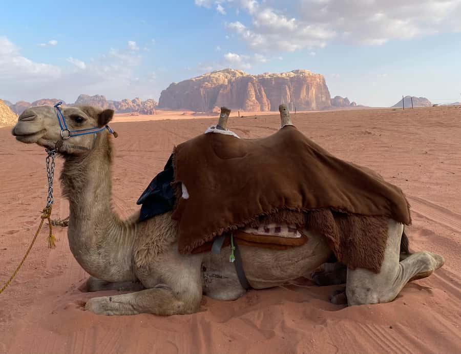 Wadi Rum Classic 4-Hour Jeep Safari - Key points at a glance