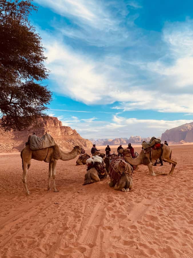 Wadi Rum Classic 4-Hour Jeep Safari - Natural arches and the best photo pauses