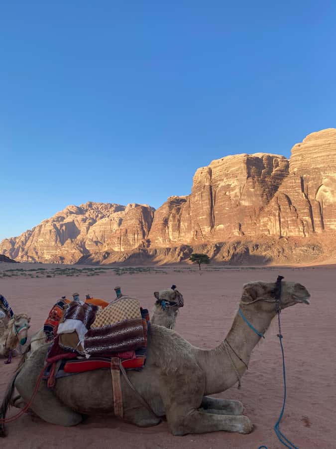Wadi Rum Classic 4-Hour Jeep Safari - Morning air or a sunset colored by the desert