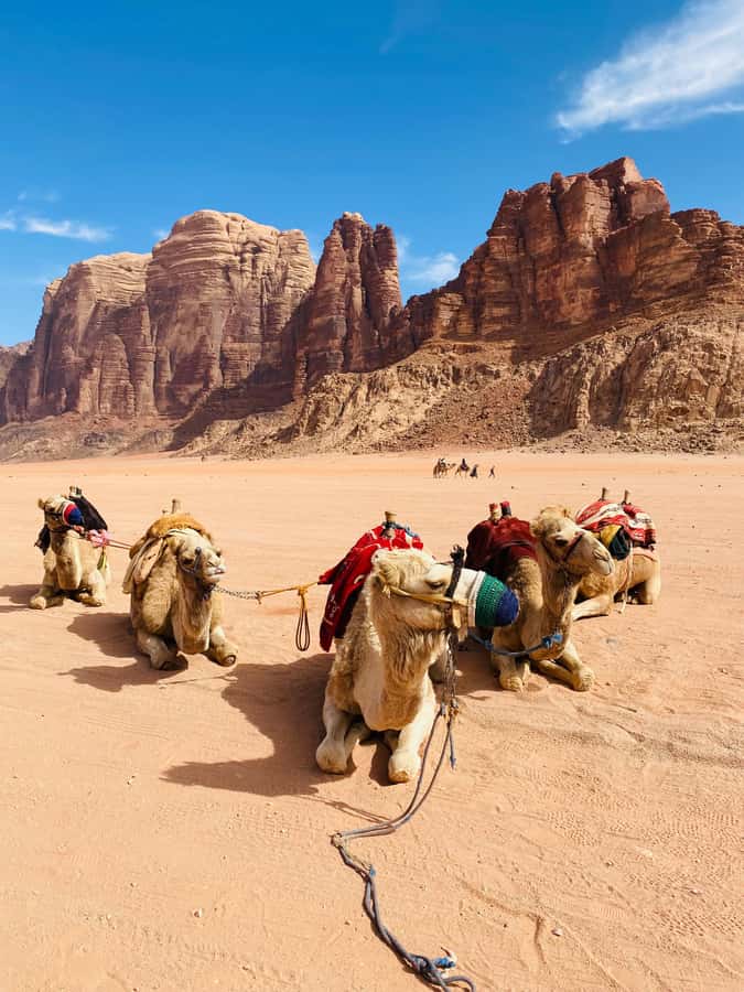 Wadi Rum Classic 4-Hour Jeep Safari - Red dunes, pink sand, and weather-carved stone
