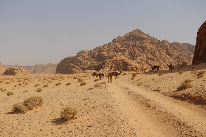 Wadi Rum Full Day Jeep Tour - Lawrence Spring and Lawrence House