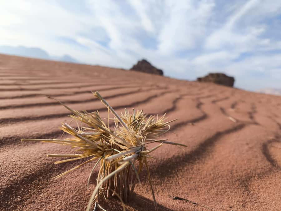 Wadi Rum: Morning or Sunset Jeep Tour - Mushroom Rock and the route’s timing puzzle