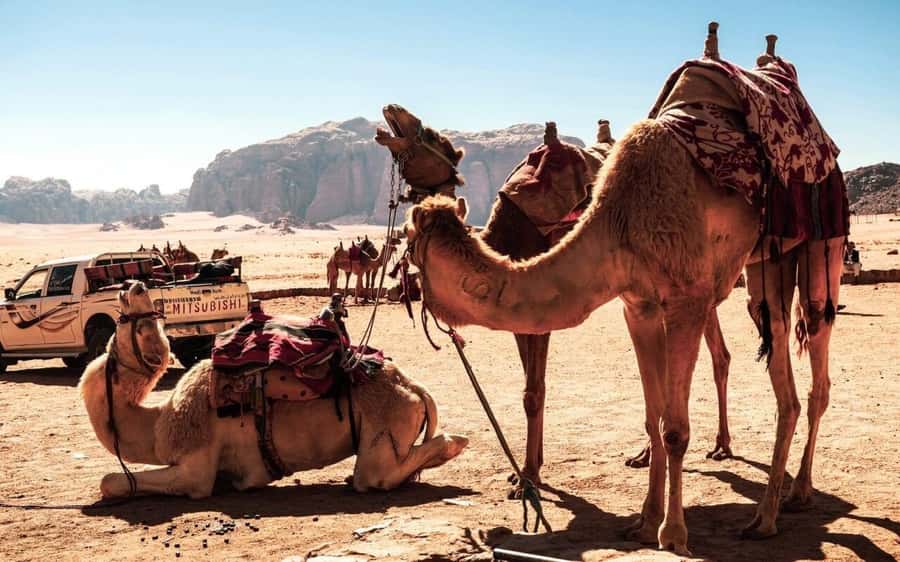 Whispers of Stone, Sand & Sea: Jordan in Five Days - Why this five-day Jordan route works